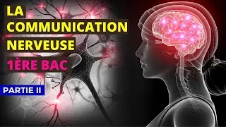 Miniature : La communication nerveuse 1ère bac Partie 2 (En Arabe-Français)