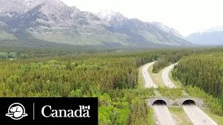 Miniature : Passages pour animaux dans le parc national Banff | Parcs Canada