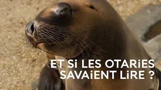Miniature : Des otaries qui savent lire ? 🤯