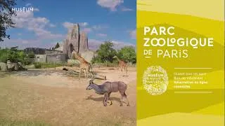 Miniature : La nouvelle saison démarre au Parc zoologique de Paris ! 🦒