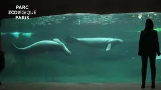 Miniature : Les Nocturnes 2024 au Parc zoologique de Paris sont là !
