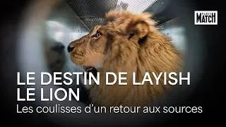 Miniature : Le retour aux sources de Layish, le lion.