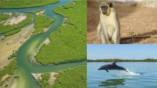 Miniature : Incroyable! Le delta du Saloum, plus fascinant que l'Amazonie?