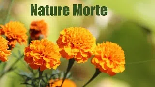 Miniature : FICTION AUDIO : Nature Morte (Sonnet Original)