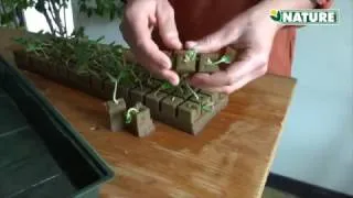 Miniature : La serre de culture hydroponyque
