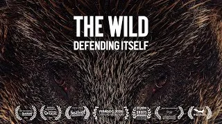 Miniature : The Wild Defending Itself | Award Winning Documentary