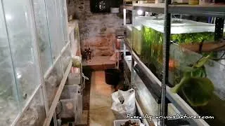 Miniature : Bonjour, des nouvelles - Pascal Aquariums Naturels