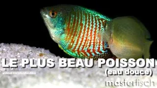 Miniature : Guide complet débutants poisson Colisa lalia (bonne souche)  MasterFisch - Pascal Aquariums Naturels