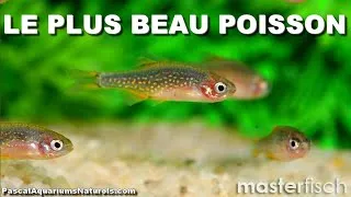 Miniature : Présentation poisson : Rasbora Galaxy - Bijou aquatique de MasterFisch - Pascal Aquariums Naturels