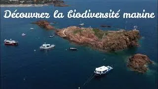 Miniature : Biodiversité, Ecologie marine, Océanographie SSI plongée