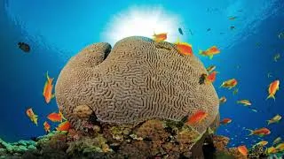 Miniature : Corail ssi ffessm padi alphabeluga plongee frejus saint raphael var cote d'azur