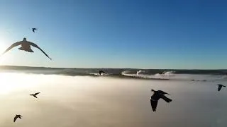 Miniature : Rencontre avec les Palombes