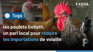 Miniature : Togo : les poulets Goliath, un pari local pour réduire les importations de volaille