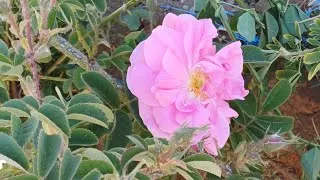 Miniature : La surprenante vallée des Roses 🌹 🌹 🌹 