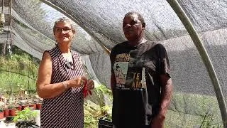 Miniature : La génétique pour mieux gérer les bois de Guyane