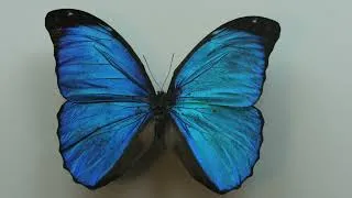 Miniature : Serge, les mystères de l'aile du Morpho - 1