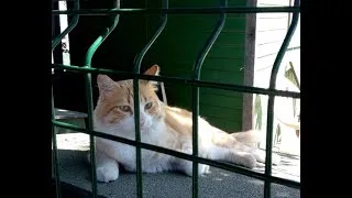 Miniature : Rémi le chat condamné à la prison par le tribunal de Béziers !