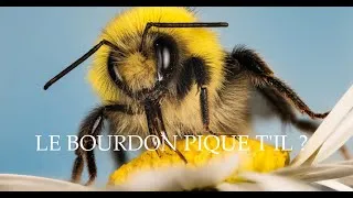 Miniature : Le bourdon pique t'il ? la réponse en vidéo.
