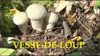 Miniature : Champignon VESSE-DE-LOUP, délicieux cuit.