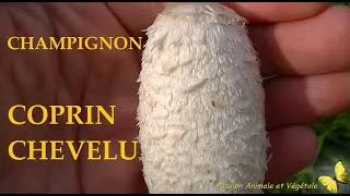 Miniature : Champignon le Coprin chevelu sauvage et comestible délicieux cru et cuit. ( lire la description )