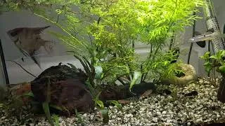 Miniature : Qu'elle poissons pour qu'elle aquarium 
