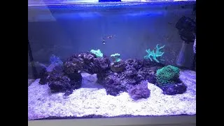 Miniature : Mon aquarium marin 1 mois après (présentation de produits)