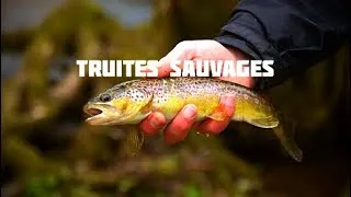 Miniature : PÊCHE de la TRUITE au leurre 
