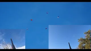 Miniature : Palombes / grives début de migration difficile, saison 2025/2026 !