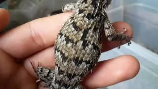 Miniature : Sceloporus malachiticus : observation femelle