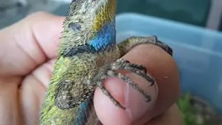 Miniature : Sceloporus malachiticus : observation mâle
