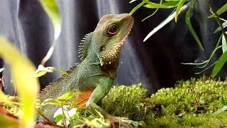 Miniature : Physignatus Cocincinus : Terrarium Tropical naturel 2