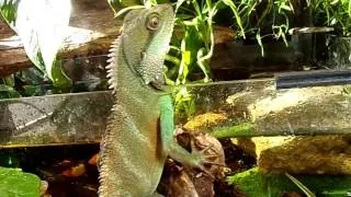 Miniature : Physignatus Cocincinus :  Dans son grand terrarium tropical naturel