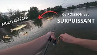 Miniature : Cette SESSION PECHE CHILL se transforme en FRENESIE FOLLE ! (Ils me fracassent tous)