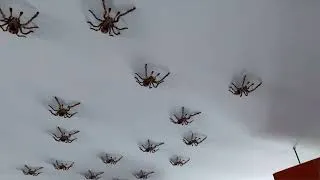 Miniature : Maison envahie par de grosses araignées