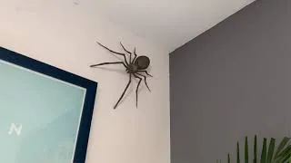 Miniature : Araignée énorme dans une maison