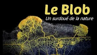 Miniature : Le Blob :  un surdoué de la nature