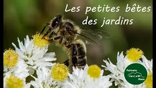 Miniature : Les petites bêtes des jardins