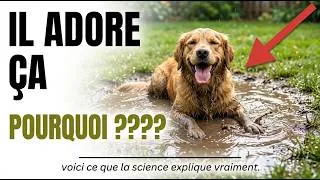 Miniature : Votre Chien Se Roule Dans La Boue ???? Voici La Vraie Raison Que Personne Ne Vous Dit !