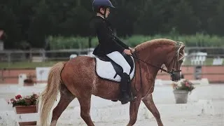 Miniature : MERCI POUR TOUT MON ACE ❤️‍🩹#pourtoi #horse #cavalier #cheval 