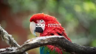 Miniature : Zoo de Pessac - Publicité