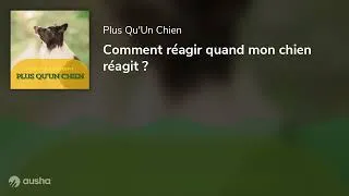 Miniature : Comment réagir quand mon chien réagit ?