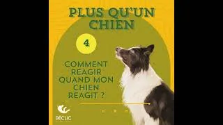 Miniature : Comment réagir quand mon chien réagit ?
