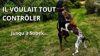 Miniature : Ce chien contrôlait tous les mâles : et puis il y a eu Sobek ...