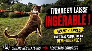 Miniature : Tirage en laisse - Ce que les autres educateurs ne montrent jamais… Une chienne dans la vrai vie