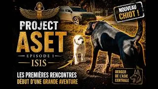 Miniature : Le Début d’un Futur Chien Régulateur ? | Berger de l’Asie Centrale