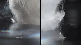 Miniature : La différence entre le coton brut et le coton blanc