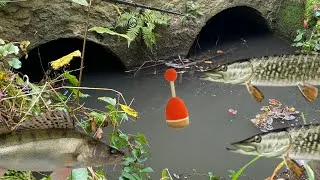 Miniature : PECHE au VIF au BOUCHON - Ouverture 2026 - Brochets et Sandres Records !!! 4K