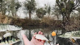 Miniature : PECHE au VIF au BOUCHON du BORD INCROYABLE !!! 4K
