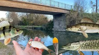 Miniature : PECHE au VIF au BOUCHON - Brochet Sandre et Perche !!! 4K