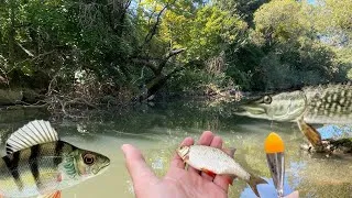 Miniature : PÊCHE au VIF au BOUCHON du BORD - Rivière - Étang - Canal !!! 4K